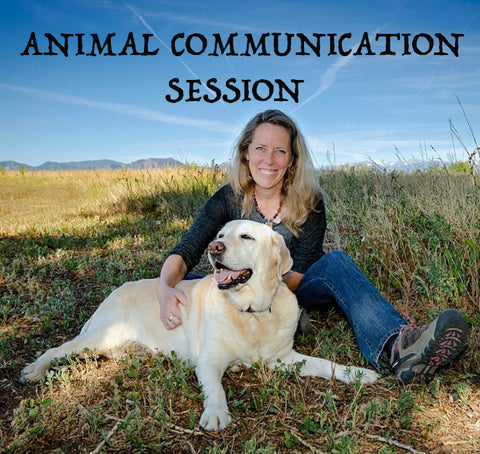 Animal Communication Session