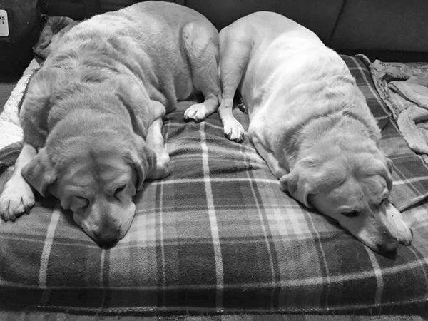 Our Snoring Seniors, Toby and Reese. This was a nightly event as Eric and I watched TV.