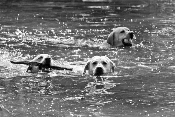 Toby swimming with Annie and Reese
